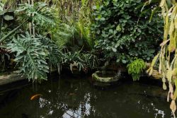 low oxygen in ponds